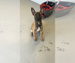 Small #5 Mutt