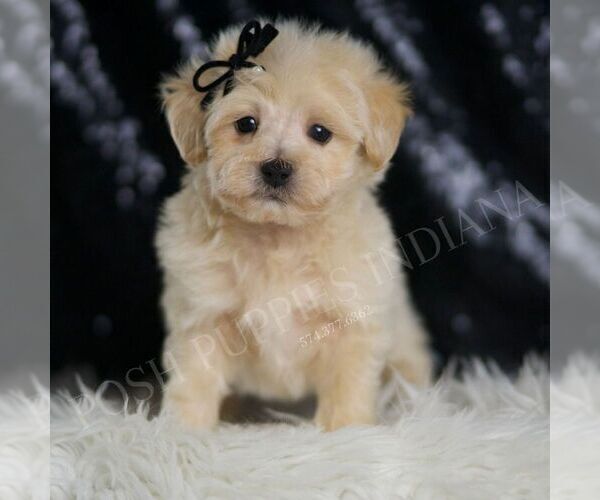 Medium Photo #4 Maltipoo (Miniature) Puppy For Sale in WARSAW, IN, USA