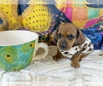 Small #6 Dachshund