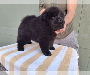 Chow Chow Puppy for sale in SUN VALLEY, NV, USA