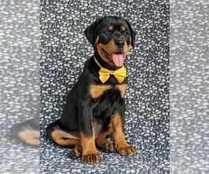 Rottweiler Puppy for sale in CHRISTIANA, PA, USA
