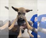 Small German Shepherd Dog Mix