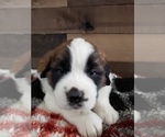 Puppy 6 Saint Bernard