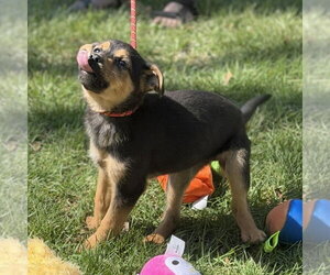 Mutt Dogs for adoption in Yardley, PA, USA