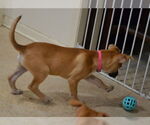 Small #2 Mutt