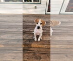 Harry - Male Mutt Dog for Adoption - Small photo