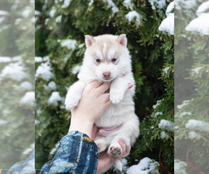 Siberian Husky Puppy for sale in Ottawa, Ontario, Canada