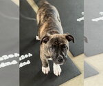 Small #19 Boxer Mix