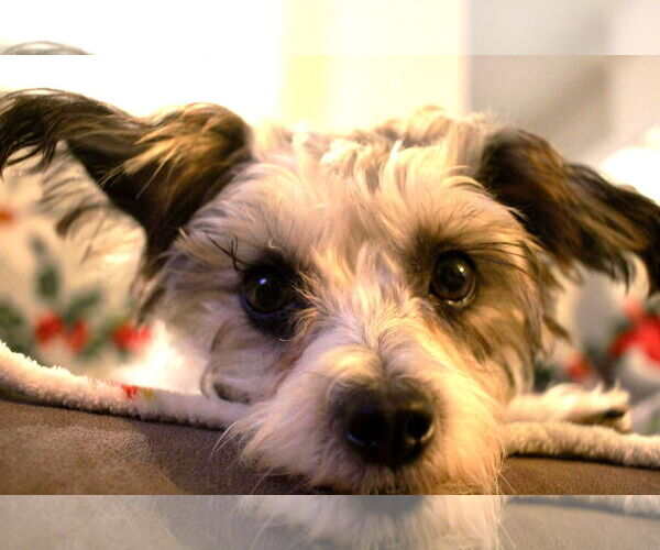 Medium Photo #9 Shih Tzu-Unknown Mix Puppy For Sale in Boonton, NJ, USA