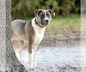 American Bulldog-Labrador Retriever Mix Dogs for adoption in Tampa, FL, USA