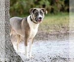 Small American Bulldog-Labrador Retriever Mix