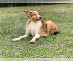 Small Photo #6 Shetland Sheepdog Puppy For Sale in LAKELAND, FL, USA