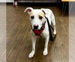 Small #3 Labrador Retriever Mix
