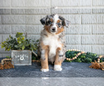 Puppy Tucker Miniature Australian Shepherd
