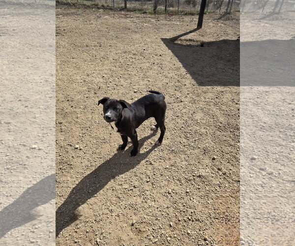 Medium Photo #1 Labrador Retriever-Unknown Mix Puppy For Sale in Maquoketa, IA, USA