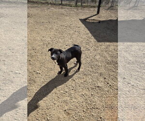 Labrador Retriever-Unknown Mix Dogs for adoption in Maquoketa, IA, USA