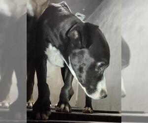 Labrador Retriever-Unknown Mix Dogs for adoption in San Antonio, TX, USA