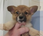 Puppy 3 Pembroke Welsh Corgi