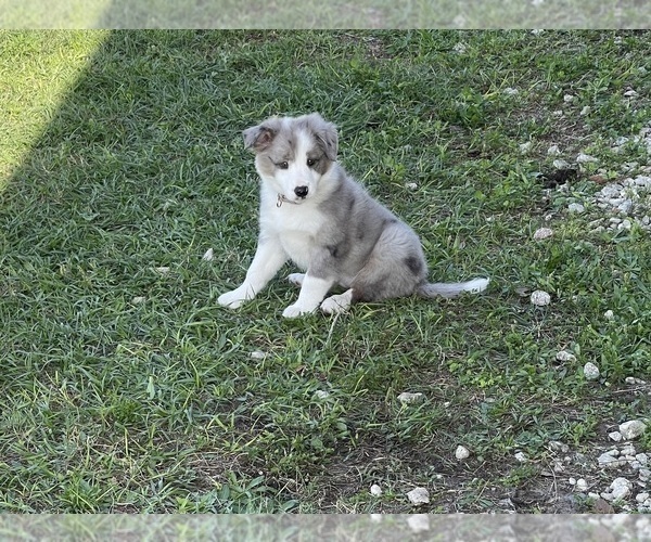 Medium Photo #2 Border Collie Puppy For Sale in SAINT CLOUD, FL, USA