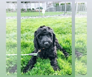 Poodle (Standard) Puppy for sale in FEDERAL WAY, WA, USA