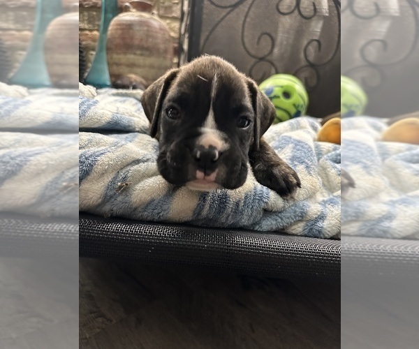 Medium Photo #14 Boxer Puppy For Sale in RALEIGH, NC, USA