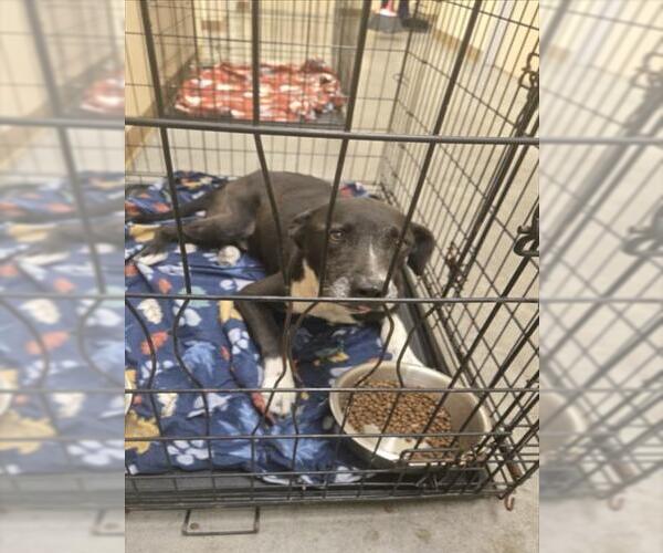 Medium Photo #1 Labrador Retriever-Unknown Mix Puppy For Sale in Texas City, TX, USA
