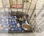 Small Labrador Retriever Mix