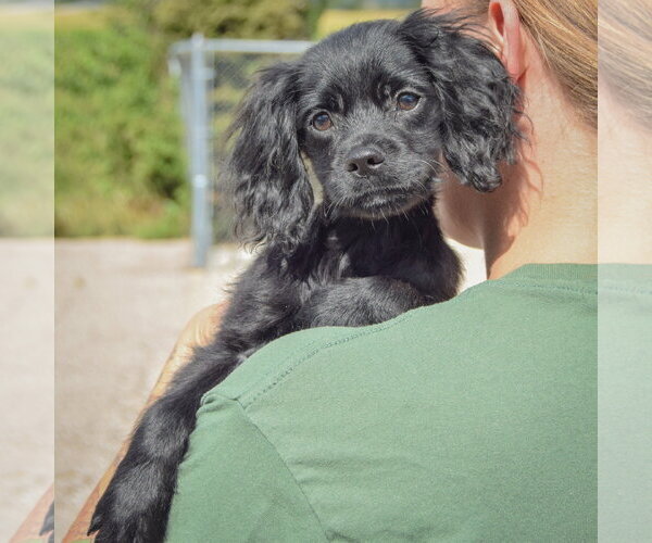 Medium Photo #4 Cocker Spaniel-Unknown Mix Puppy For Sale in Huntley, IL, USA