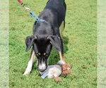 Small Photo #10 Coonhound-Huskies  Mix Puppy For Sale in Huntley, IL, USA