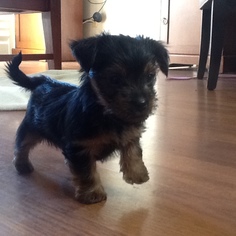 Yorkshire Terrier Puppy for sale in VALLEJO, CA, USA