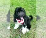 Small Photo #7 Pyredoodle Puppy For Sale in SALUDA, SC, USA