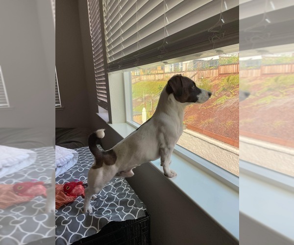 Medium Photo #1 Jack Russell Terrier Puppy For Sale in CARMICHAEL, CA, USA