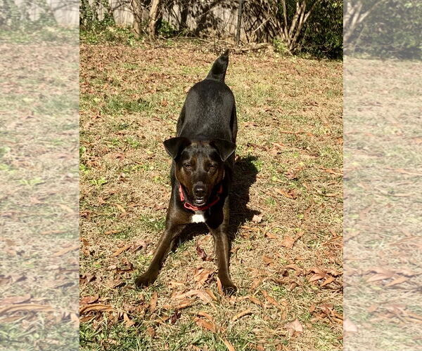 Medium Photo #8 Labrador Retriever-Unknown Mix Puppy For Sale in Rustburg, VA, USA