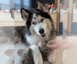 Small #2 Siberian Husky