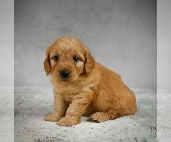 Medium Photo #2 Goldendoodle-Poodle (Miniature) Mix Puppy For Sale in SOMERSET, OH, USA