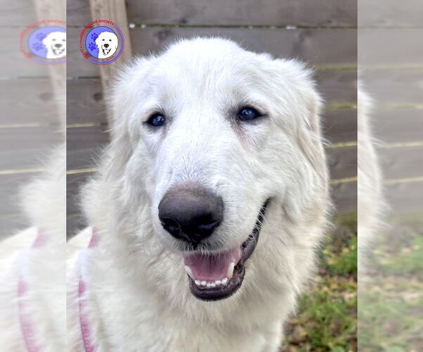 Medium Photo #1 Great Pyrenees Puppy For Sale in Spring, TX, USA