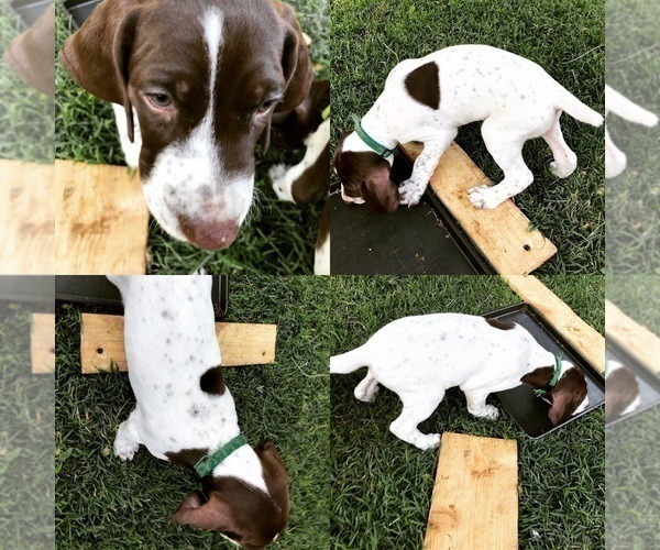 Medium Photo #1 German Shorthaired Pointer Puppy For Sale in AMARILLO, TX, USA