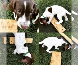 German Shorthaired Pointer Puppy for sale in AMARILLO, TX, USA