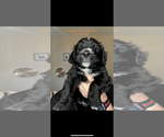 Small #2 Bernedoodle