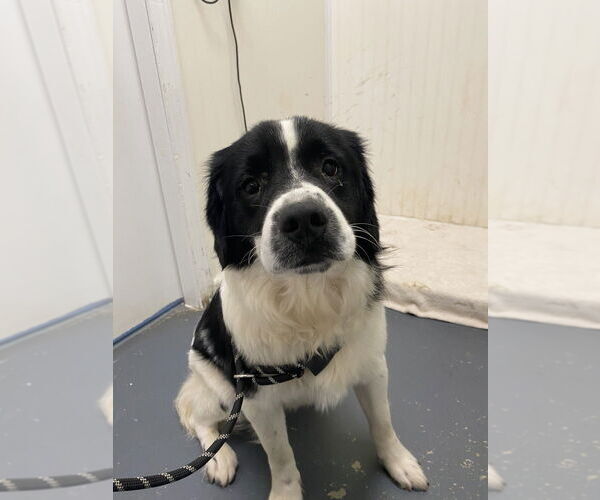Medium Photo #1 Pointer-Unknown Mix Puppy For Sale in Linton, IN, USA