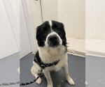 Small Pointer Mix