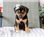 Small #1 Beagle-Mutt Mix