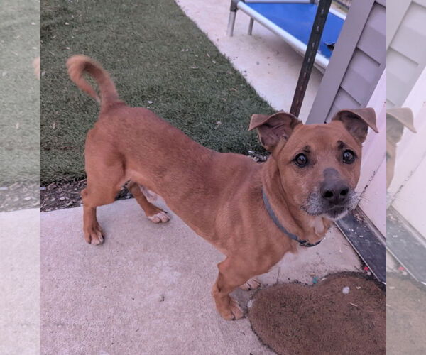 Medium Photo #3 Mutt Puppy For Sale in Calhoun, GA, USA