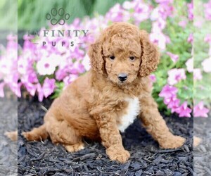 Goldendoodle (Miniature) Puppy for sale in GORDONVILLE, PA, USA