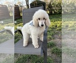 Small Photo #5 Poodle (Standard) Puppy For Sale in GREENSBORO, NC, USA