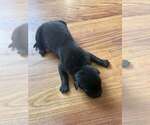 Puppy Not available Great Dane