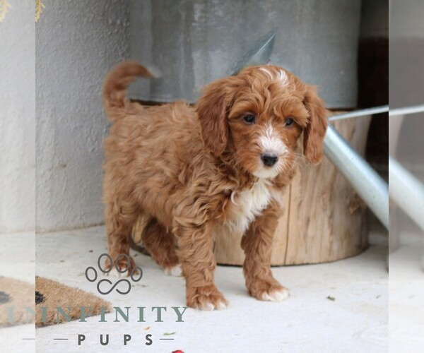 Medium Photo #3 Goldendoodle (Miniature) Puppy For Sale in NARVON, PA, USA