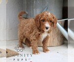 Small #2 Goldendoodle (Miniature)