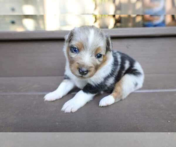 Medium Photo #15 Miniature Australian Shepherd Puppy For Sale in DAWSON, GA, USA