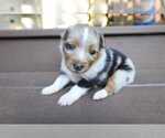 Small #5 Miniature Australian Shepherd